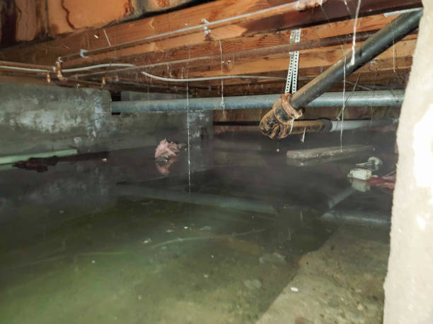 Best Water damage contractors near me  in Livingston, AL